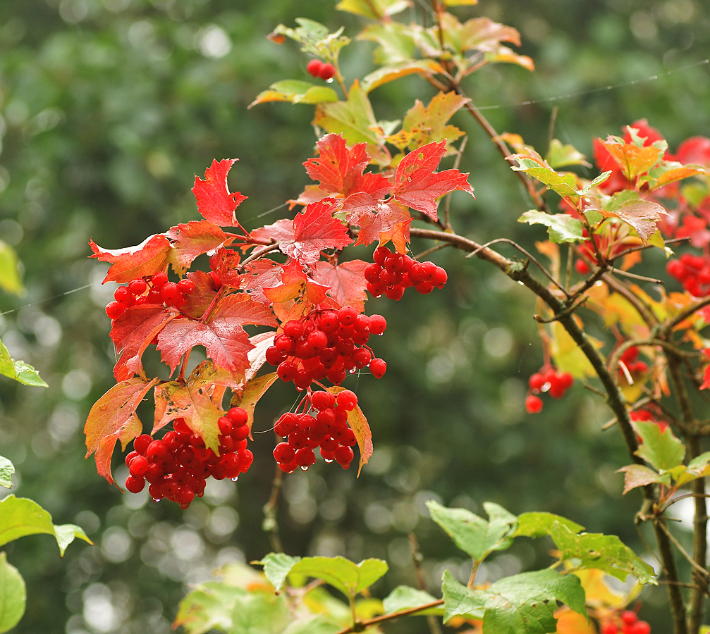 Изображение особи Viburnum opulus.