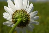 Leucanthemum ircutianum