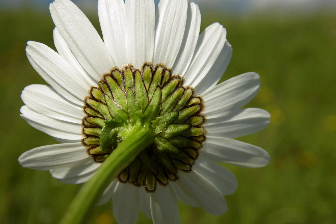 Изображение особи Leucanthemum ircutianum.