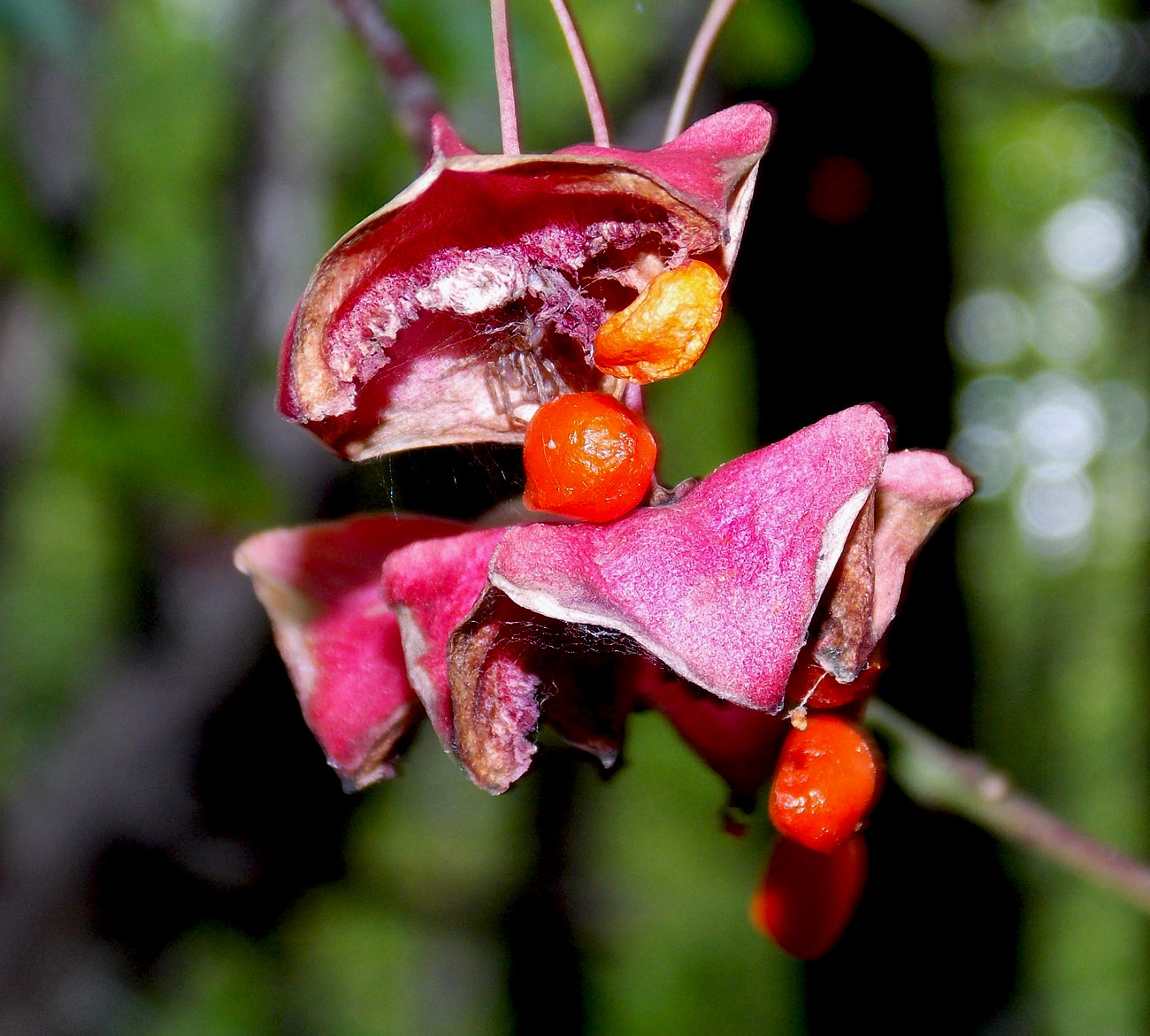 Изображение особи Euonymus latifolius.