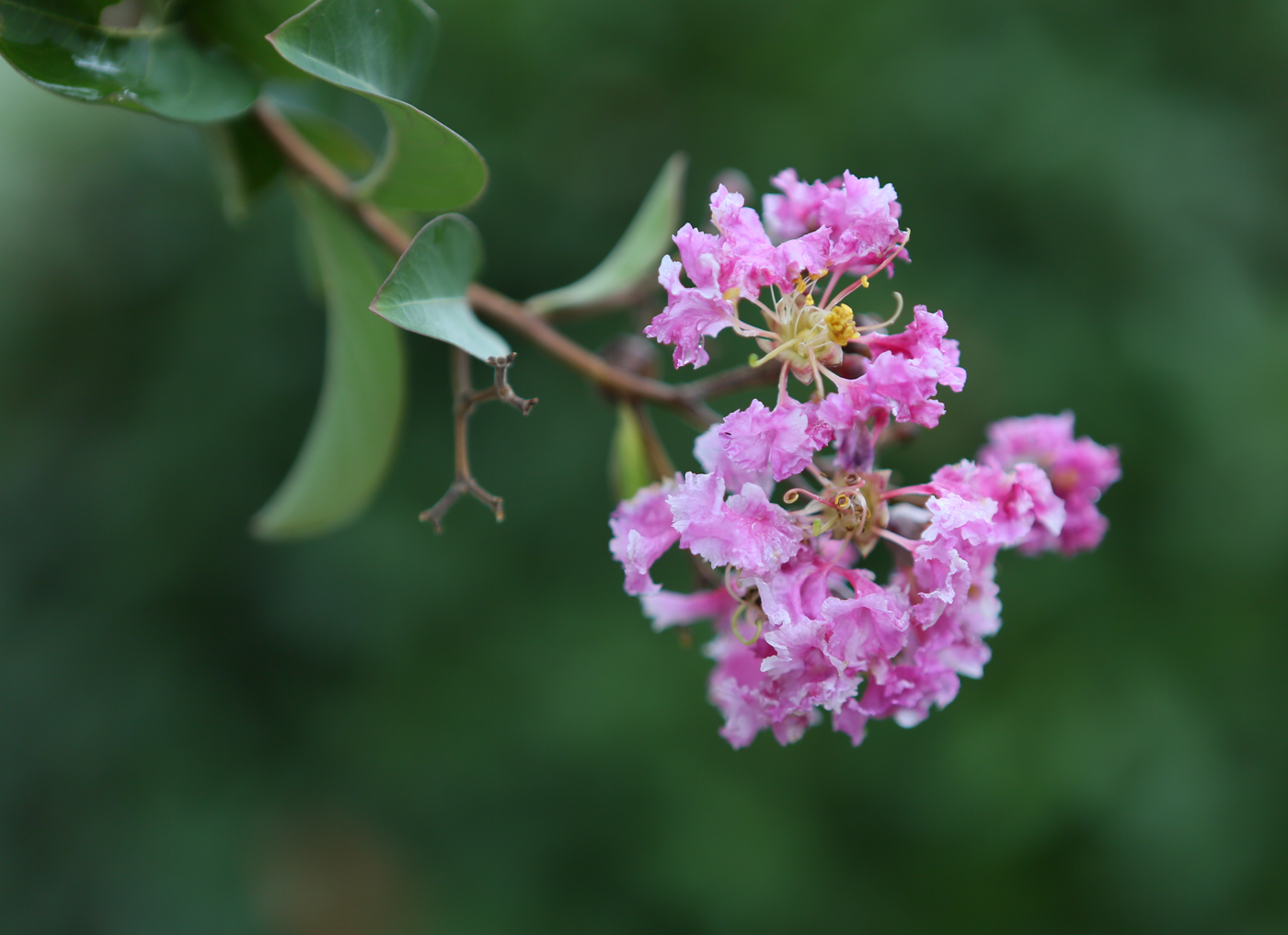 Изображение особи Lagerstroemia indica.