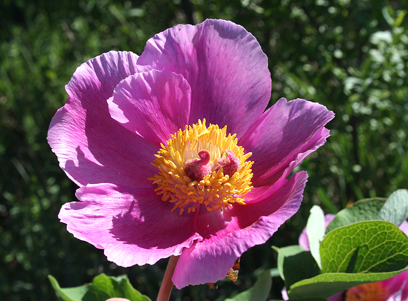 Image of Paeonia daurica specimen.