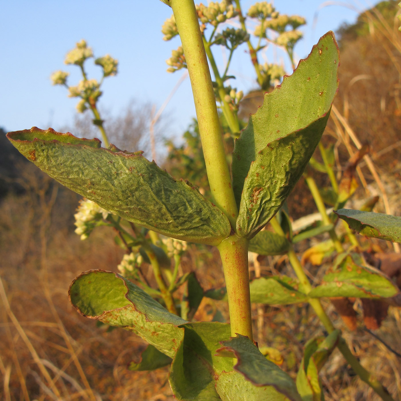 Изображение особи Hylotelephium caucasicum.