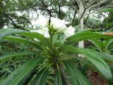 Pachypodium lamerei