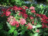 Pentas lanceolata