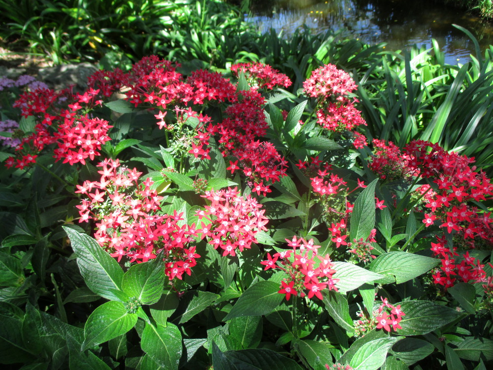 Изображение особи Pentas lanceolata.