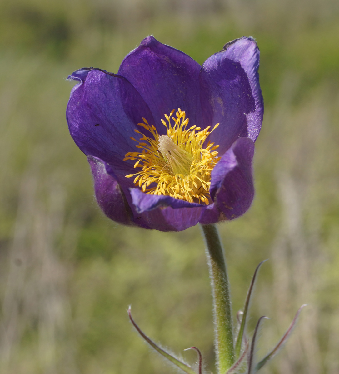 Image of Pulsatilla multifida specimen.