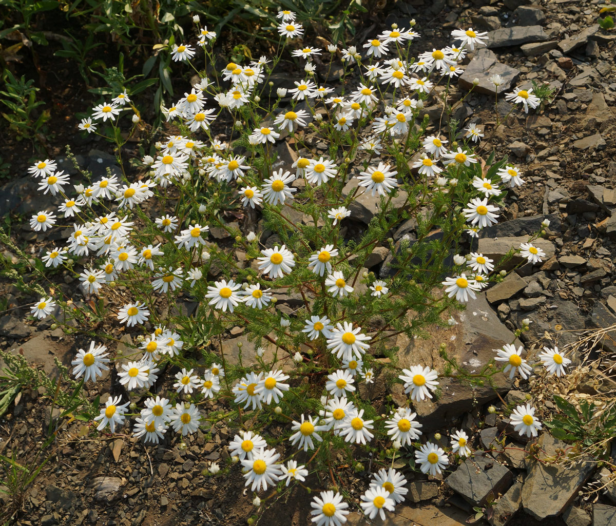 Изображение особи Tripleurospermum inodorum.