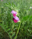 Vicia sativa. Верхушка побега с цветками. Архангельская обл., Вельский р-н. Август 2009 г.