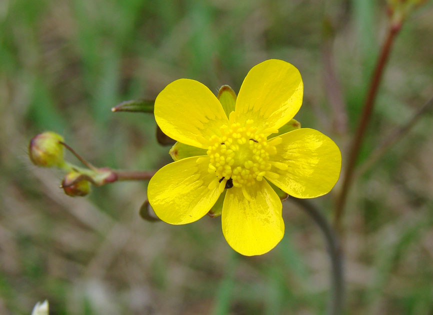 Изображение особи Ranunculus propinquus.