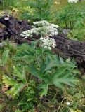 Heracleum dissectum. Цветущее растение. Тува, Тоджинский р-н, долина р. Аржаан-Хем (выс. около 1600 м н.у.м.), луг на берегу реки. 06.07.2015.