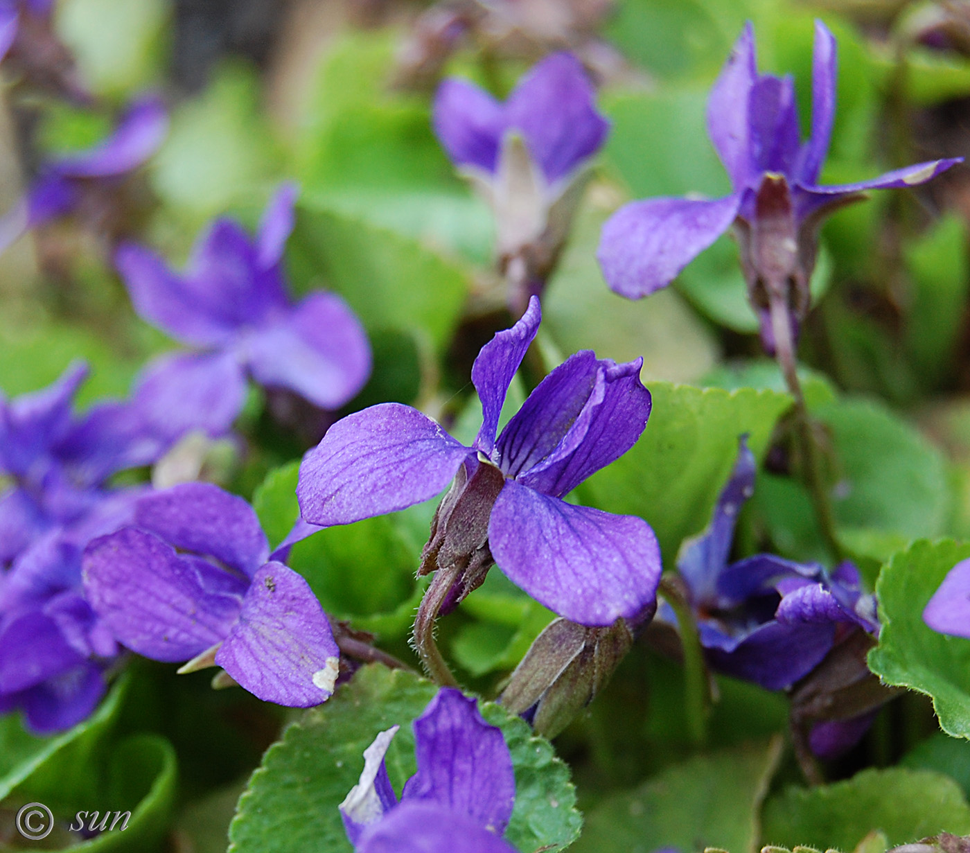 Изображение особи род Viola.