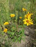 Heliopsis helianthoides. Цветущее растение на месте ликвидированной свалки. Барнаул, Пивоварский песчаный карьер. 21.08.2014.