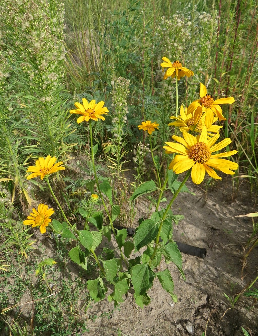 Image of Heliopsis helianthoides specimen.