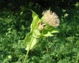 Cirsium oleraceum. Верхушка цветущего растения. Ленинградская обл., г. Гатчина, Гатчинский парк. 17.07.2010.