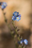 Myosotis alpestris. Верхушка цветущего растения. Адыгея, Майкопский р-н, плато Лаго-Наки, хр. Каменное Море, субальпийский луг. 19.07.2015.