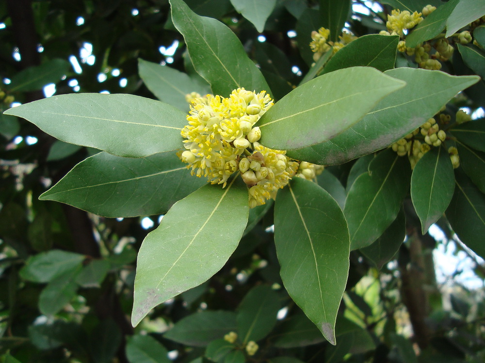 Image of Laurus nobilis specimen.