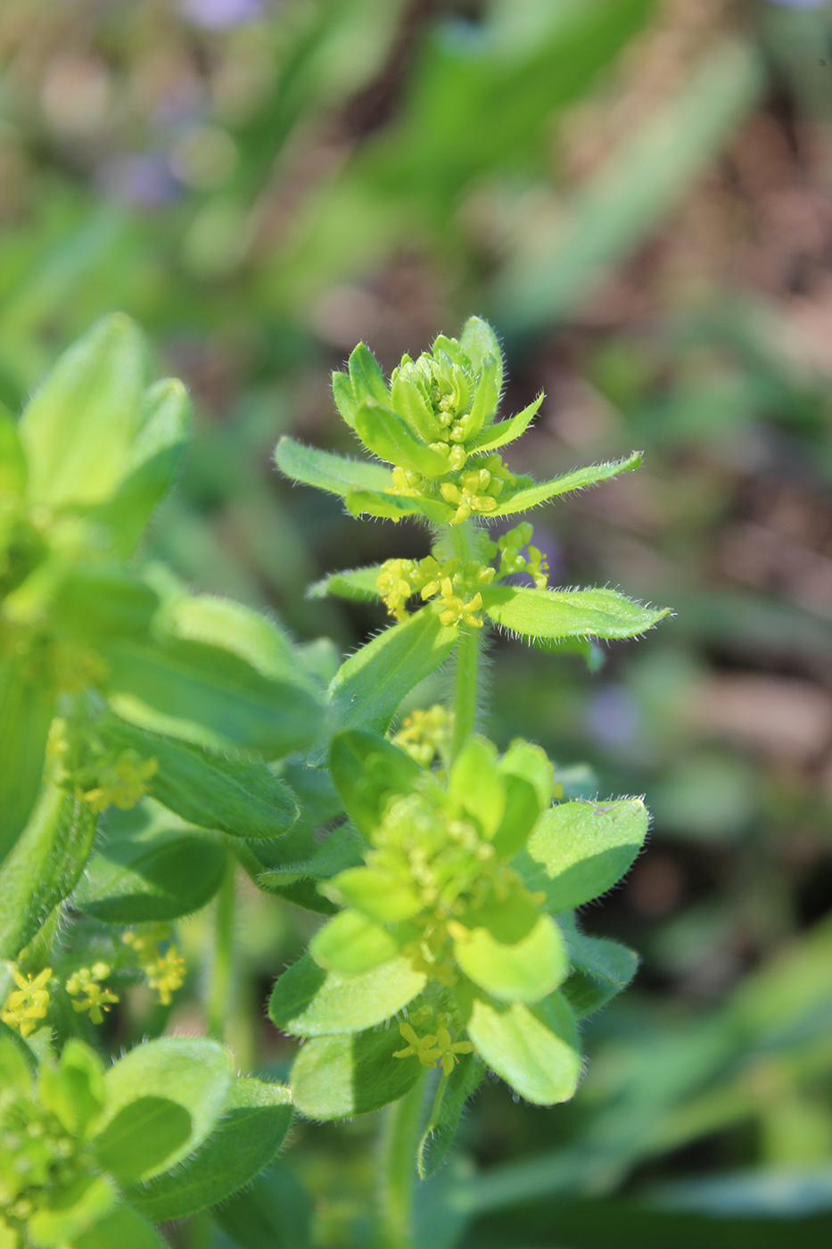 Изображение особи Cruciata laevipes.