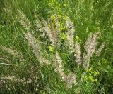 Koeleria macrantha. Верхушки цветущих растений. Белгородская обл., Губкинский р-н, запов. «Белогорье», Ямская степь. 11 июня 2009 г.