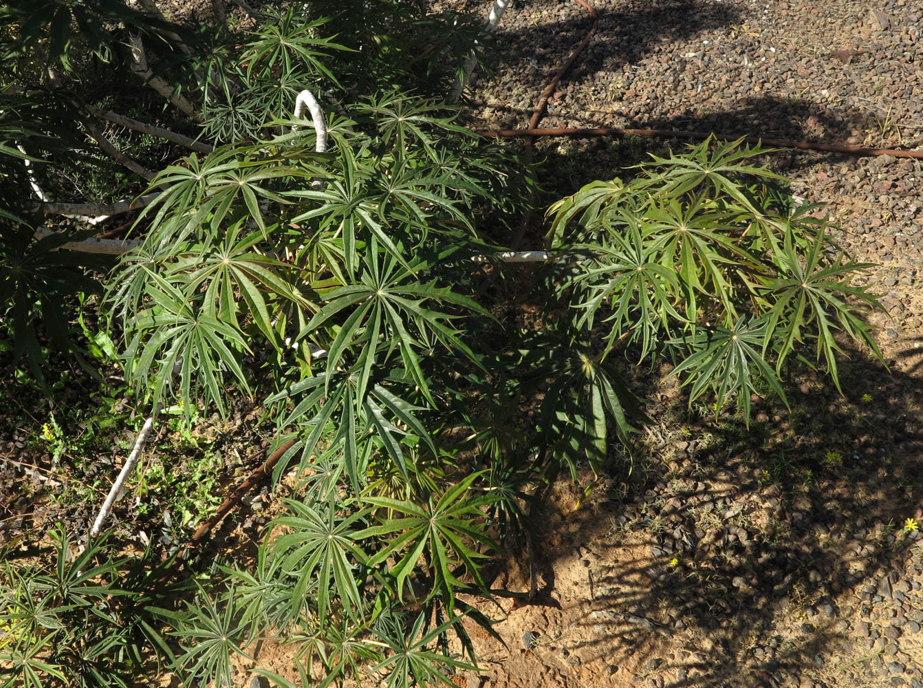 Image of Jatropha multifida specimen.