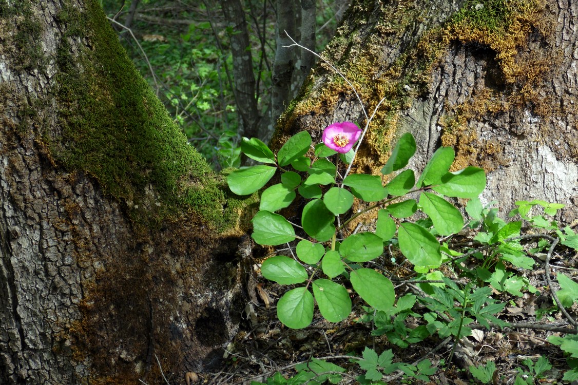 Изображение особи Paeonia caucasica.