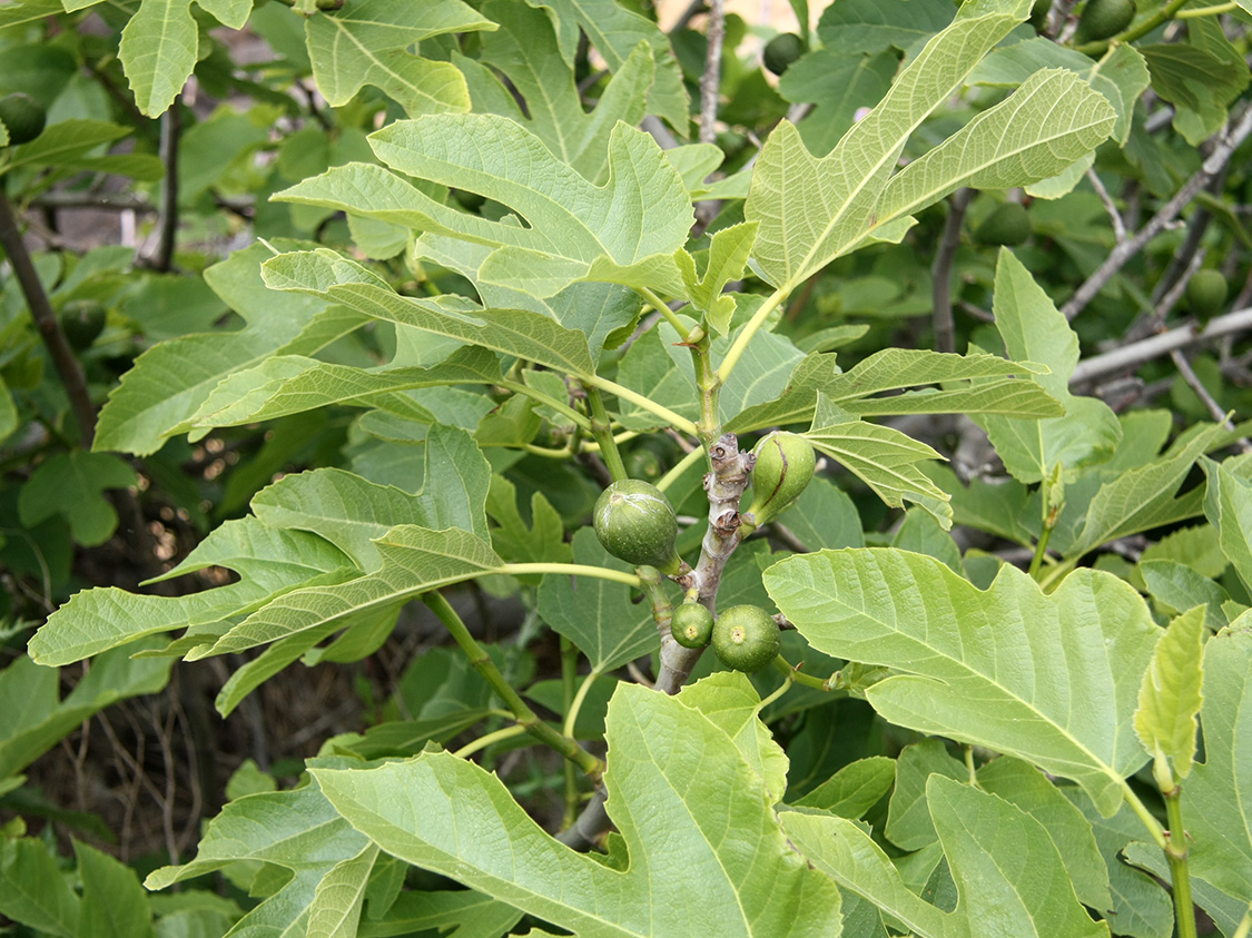 Изображение особи Ficus carica.