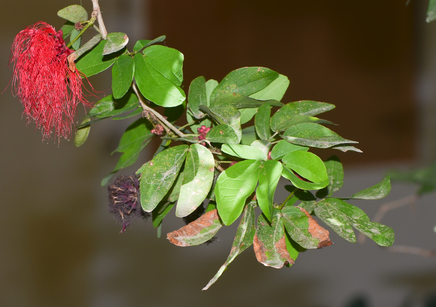 Image of Calliandra tergemina var. emarginata specimen.