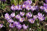 Crocus vernus