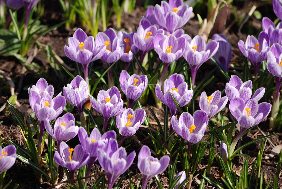 Изображение особи Crocus vernus.