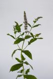 Image of taxon representative. Author is Раду Кибзий