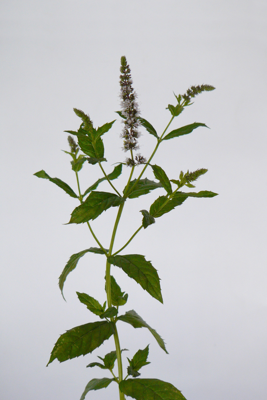 Image of Mentha &times; piperita specimen.