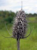 Dipsacus fullonum