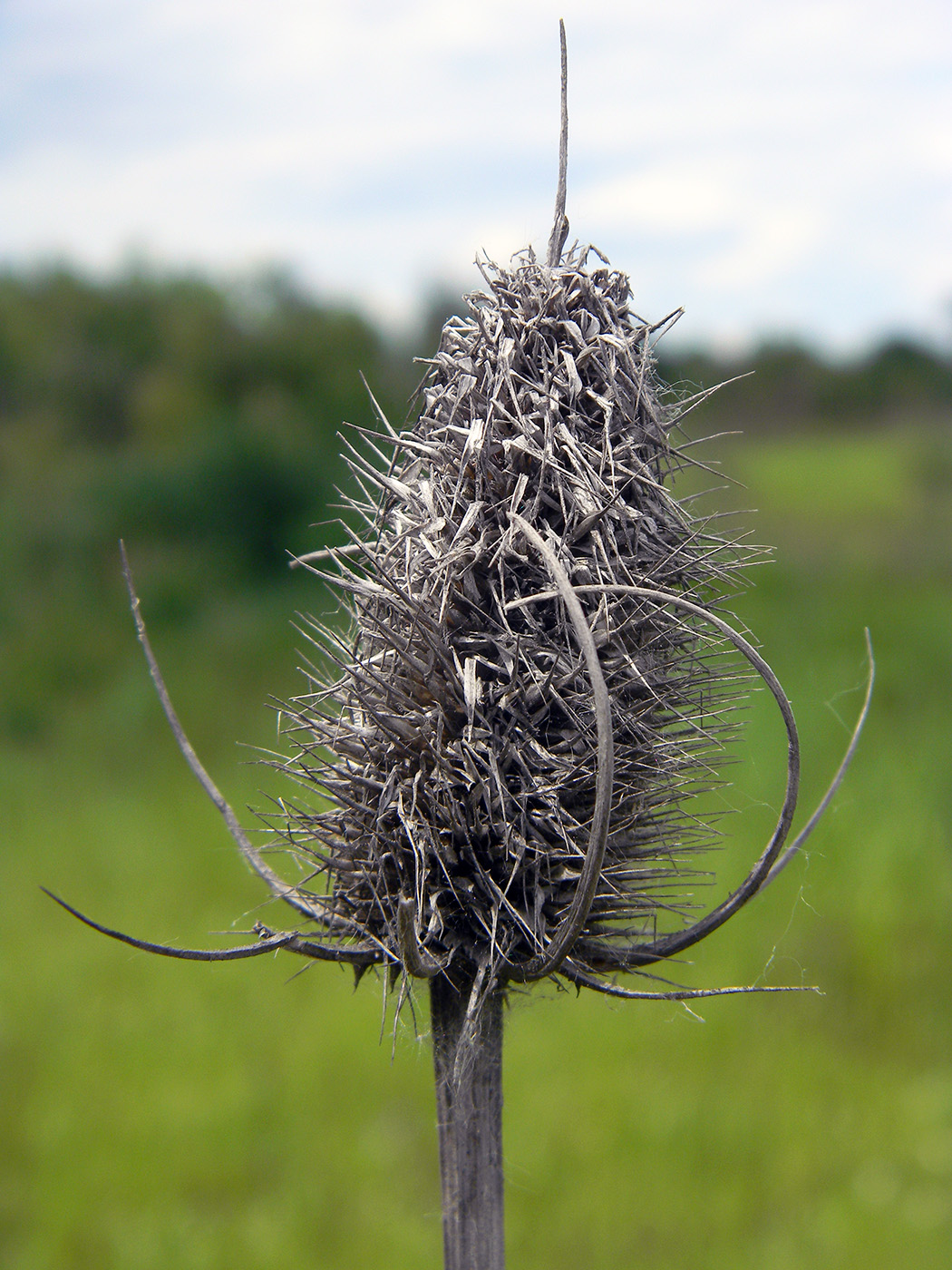 Изображение особи Dipsacus fullonum.