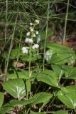 Pyrola rotundifolia