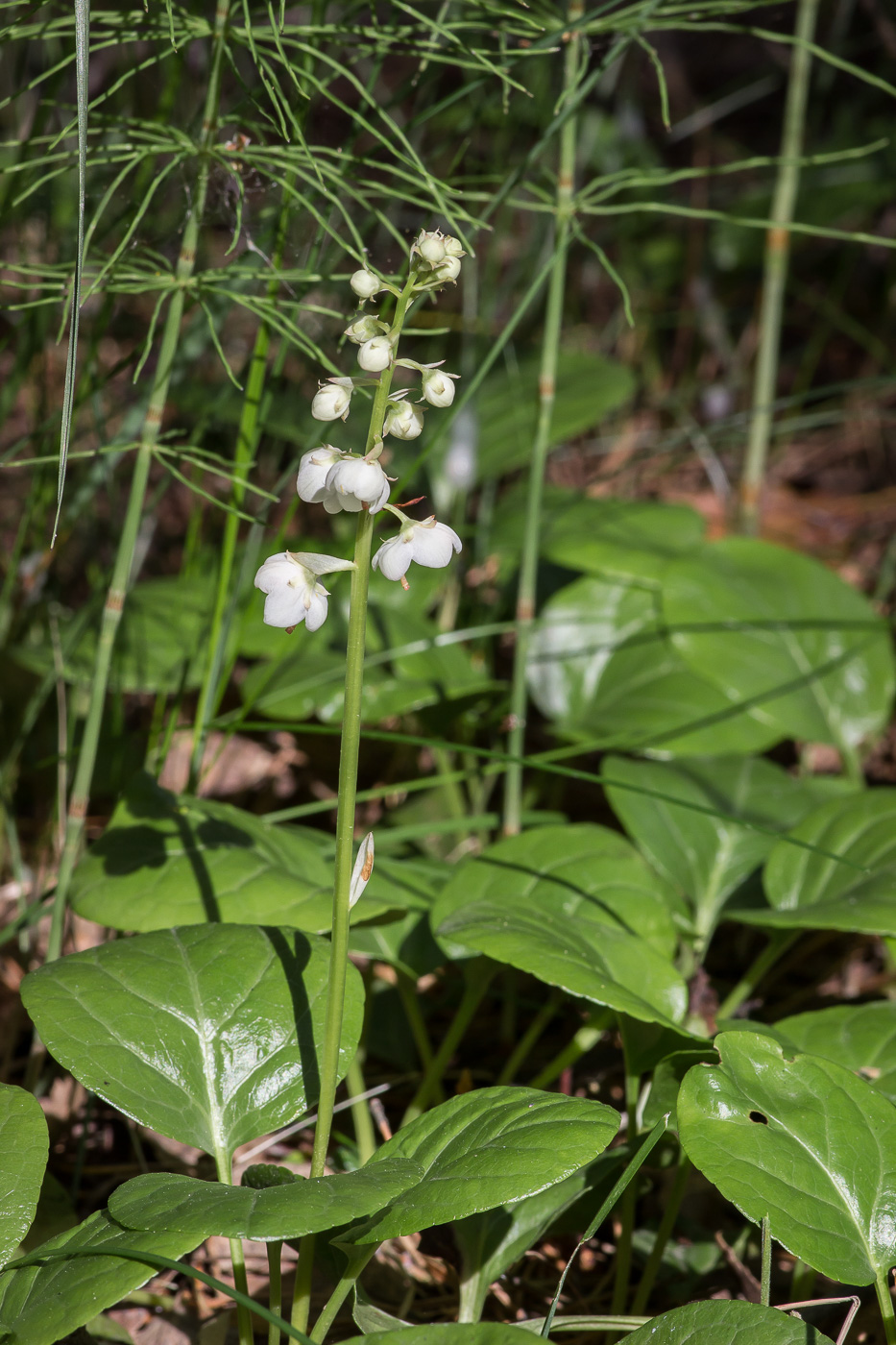 Изображение особи Pyrola rotundifolia.