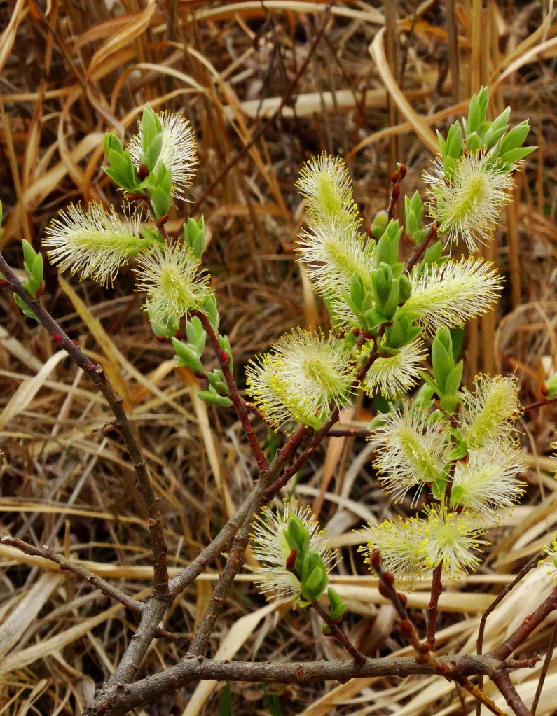 Image of genus Salix specimen.