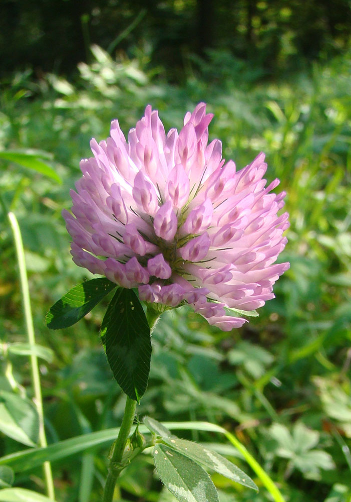 Изображение особи Trifolium pratense.