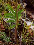 Potentilla longifolia