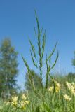 Asparagus officinalis