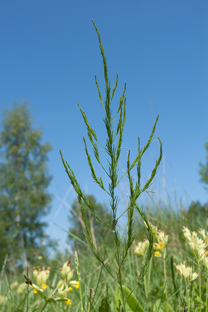 Image of Asparagus officinalis specimen.