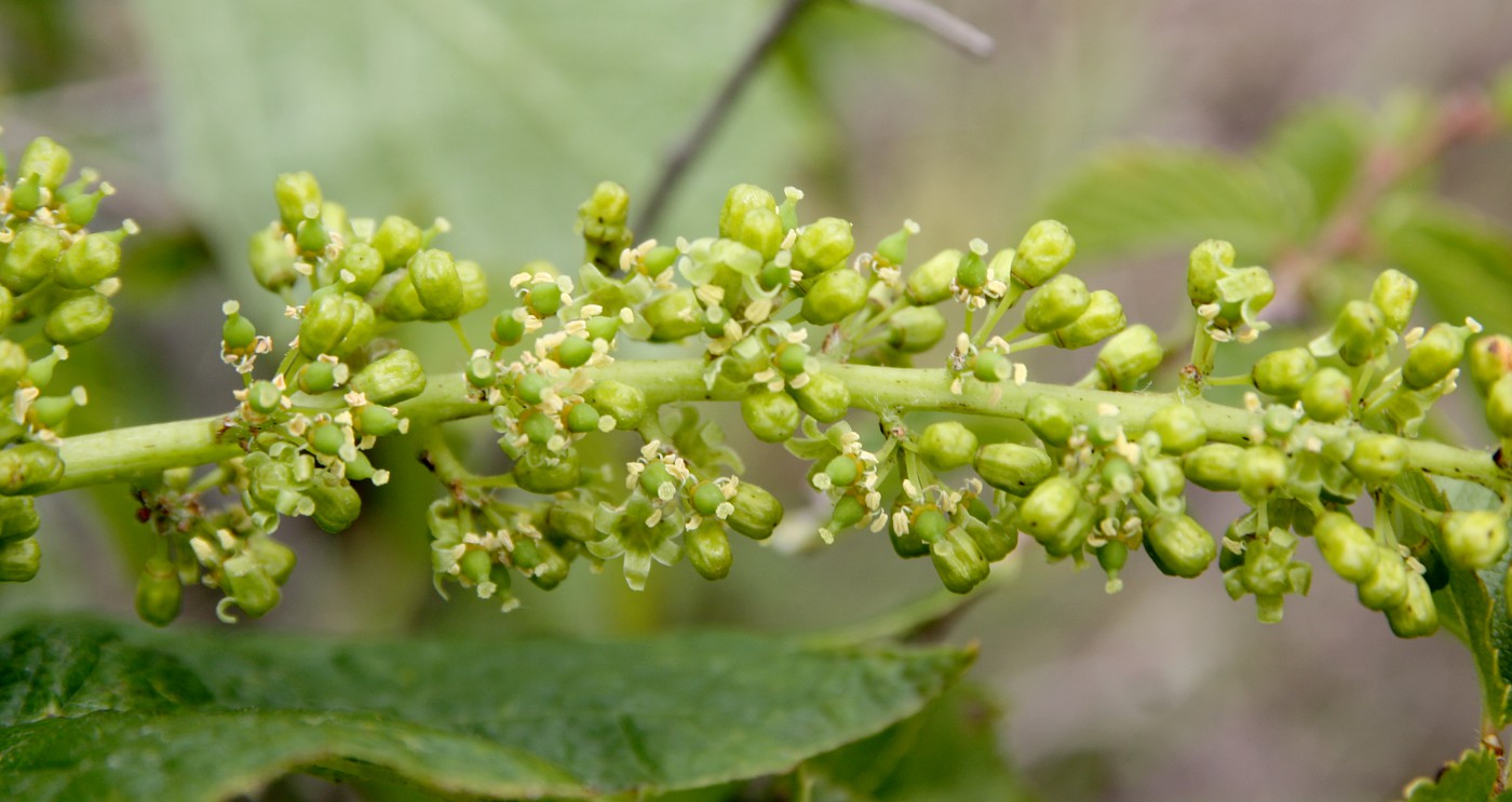 Изображение особи Vitis vinifera.