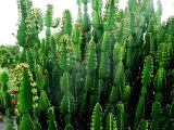 Euphorbia kamerunica