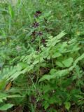 Veratrum maackii