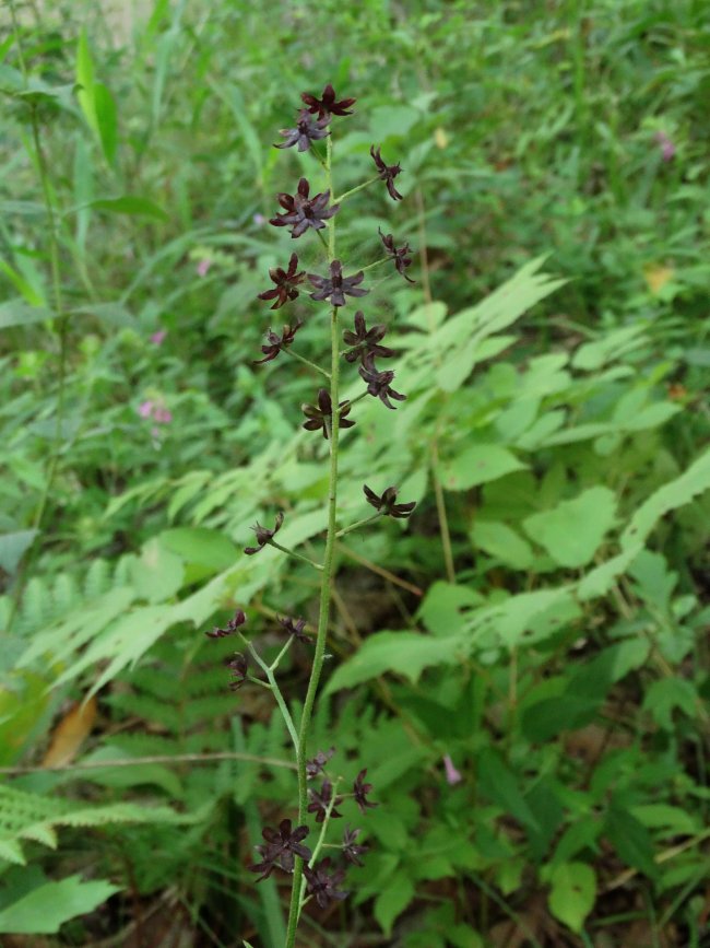 Изображение особи Veratrum maackii.