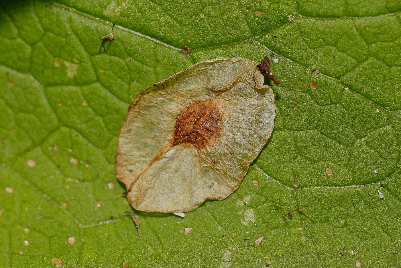 Изображение особи Ulmus glabra.