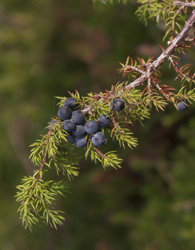 Изображение особи Juniperus sibirica.