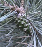 Pinus