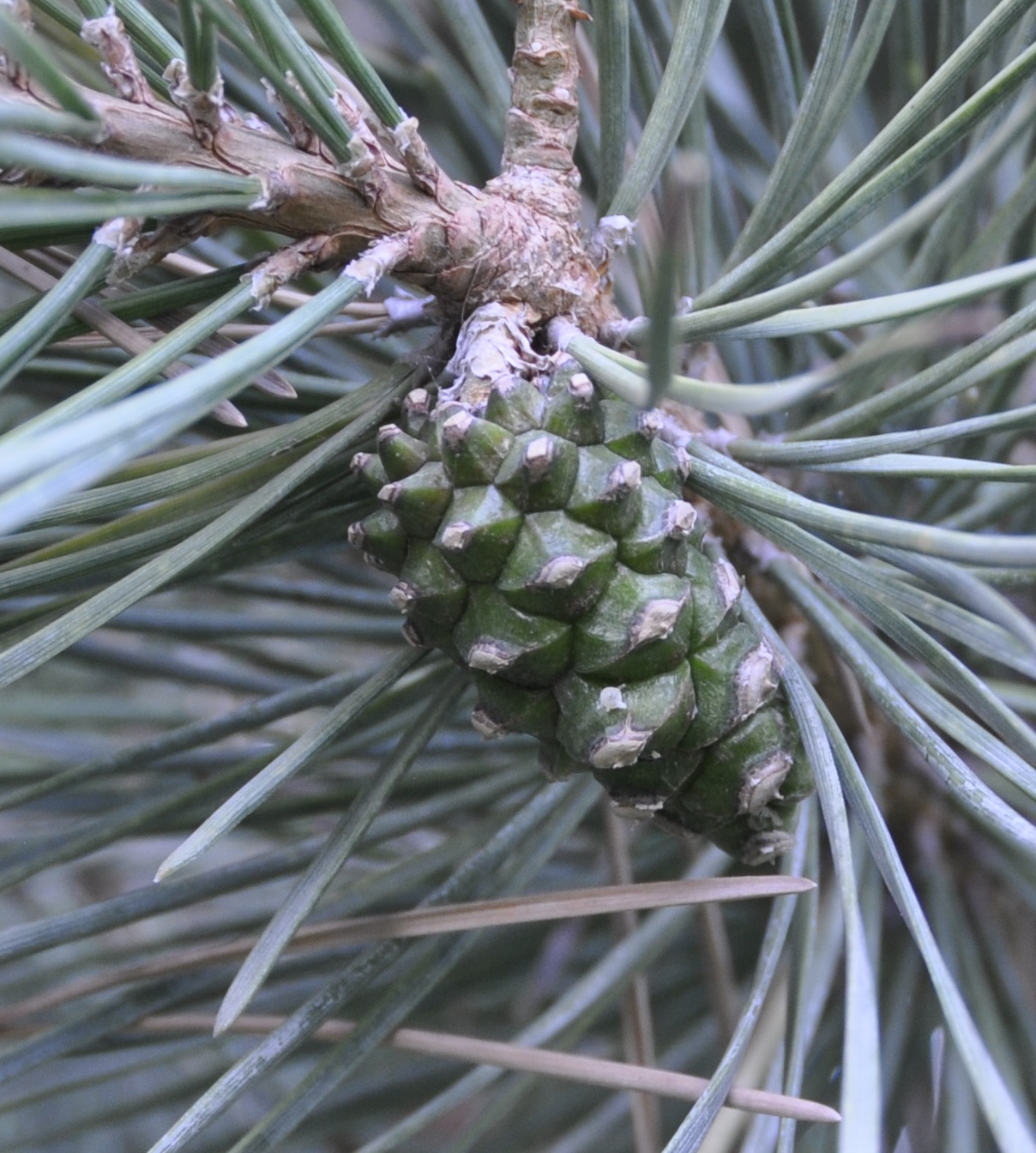 Изображение особи род Pinus.