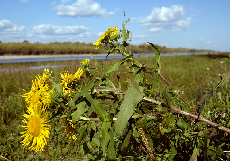 Изображение особи Inula britannica.