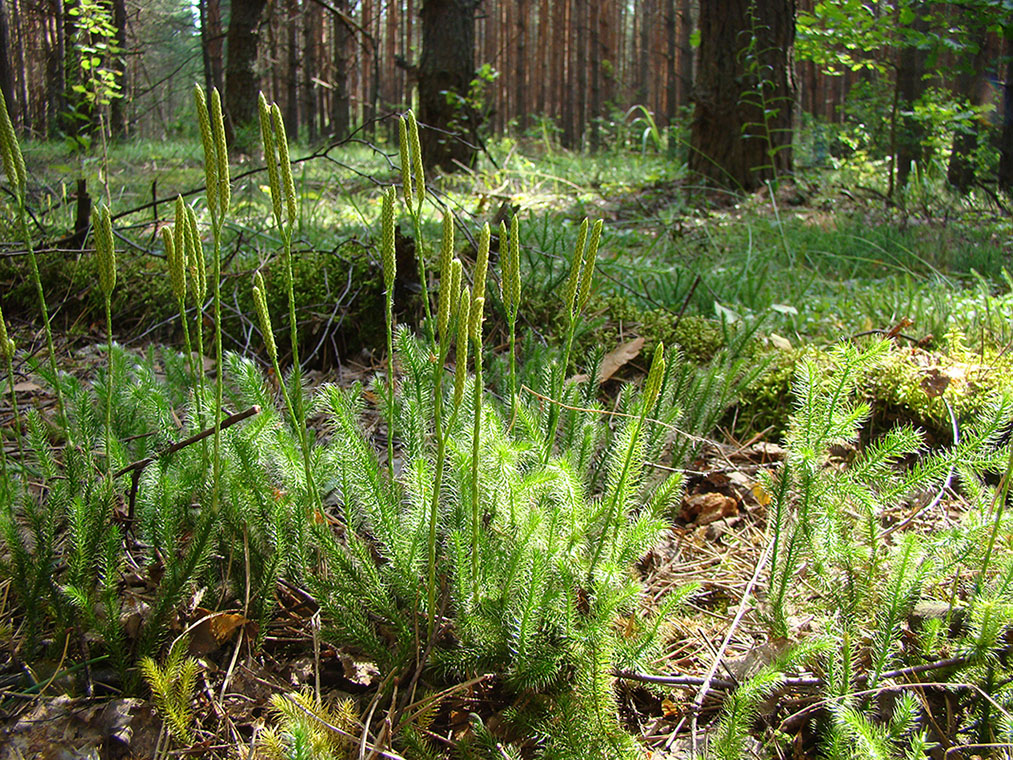 Изображение особи Lycopodium clavatum.